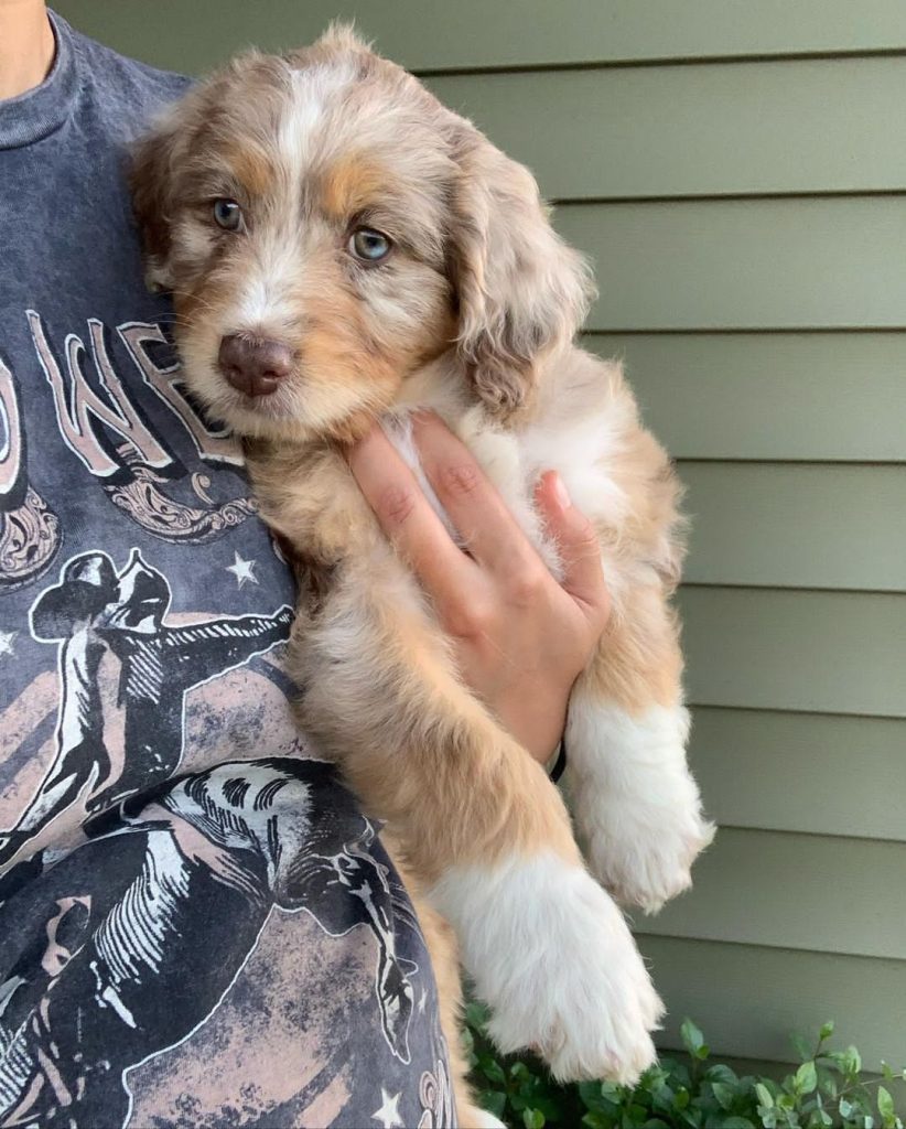 Red Mini Aussiedoodle puppies for sale