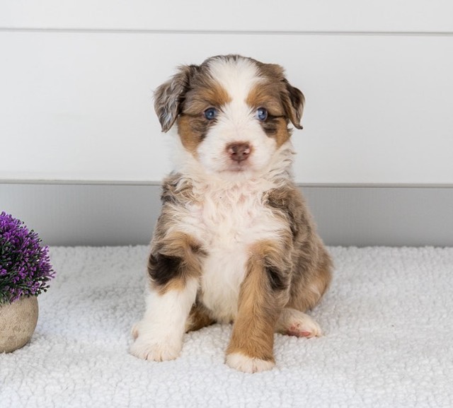 red merle aussie puppy  sale near me