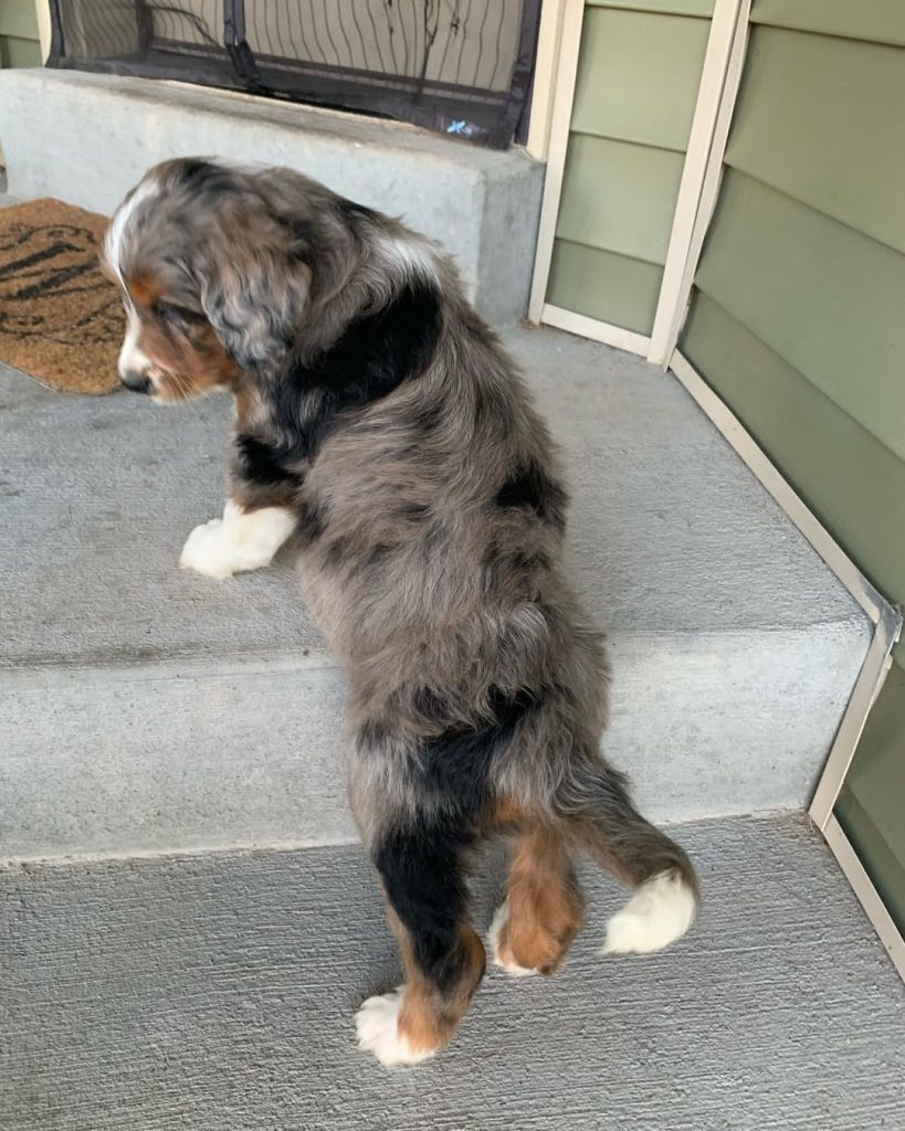 Mini Aussiedoodle For Sale in Goose Creek