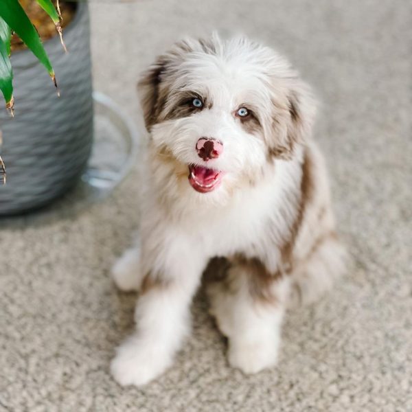 miniature Aussiedoodle puppies sale