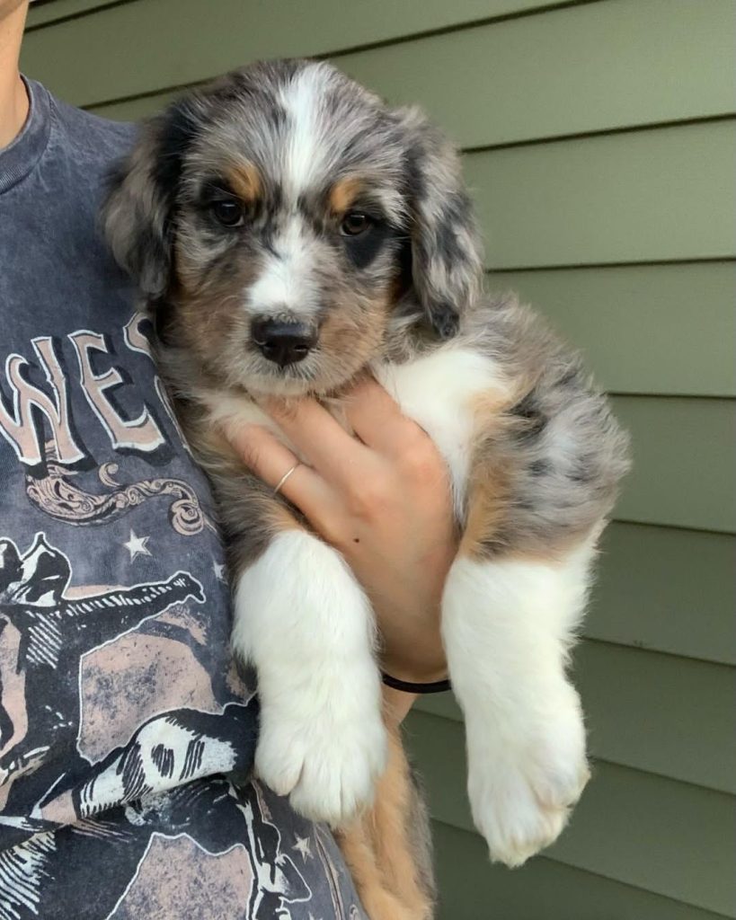 merle mini aussiedoodle puppies