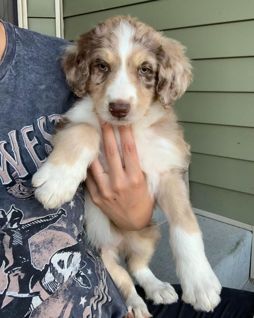 Mini Aussiedoodle Puppies