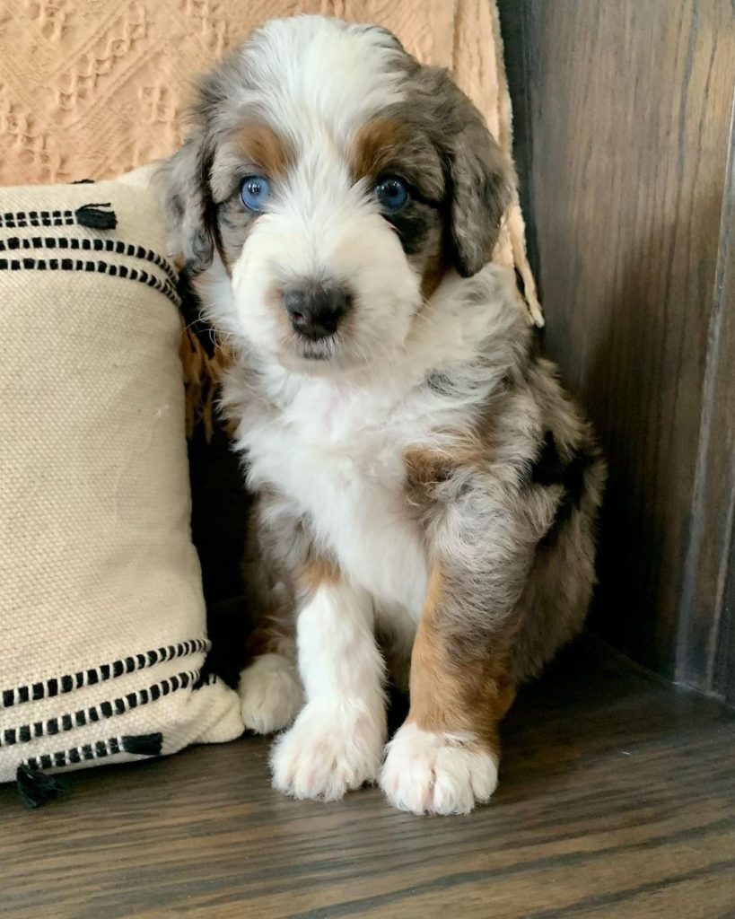 Blue Eye Merle Mini Aussie puppies