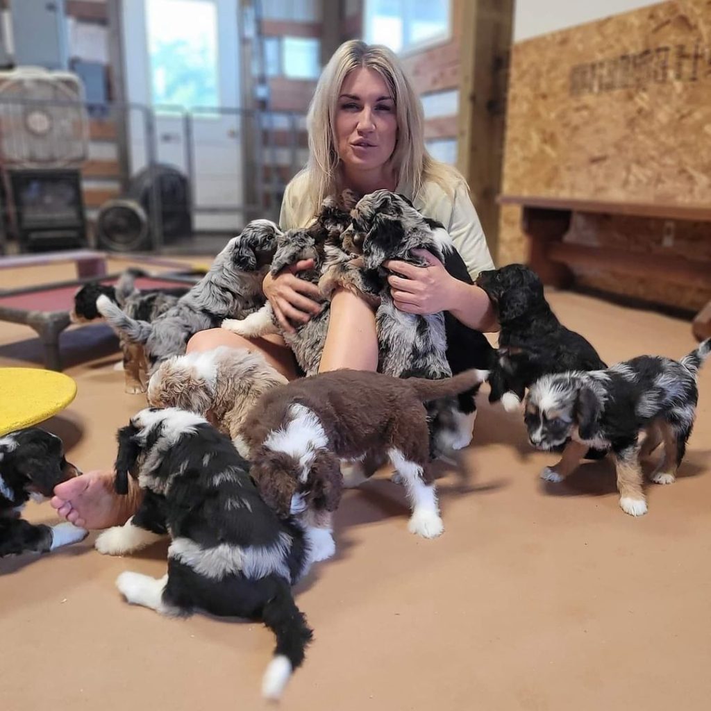 mini aussiedoodle puppies for sale alabama,