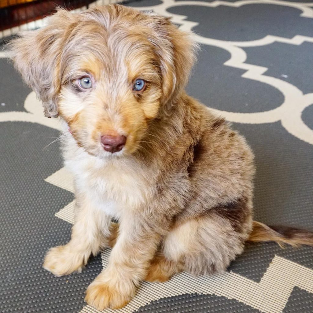 blue eye aussiedoodle for sale