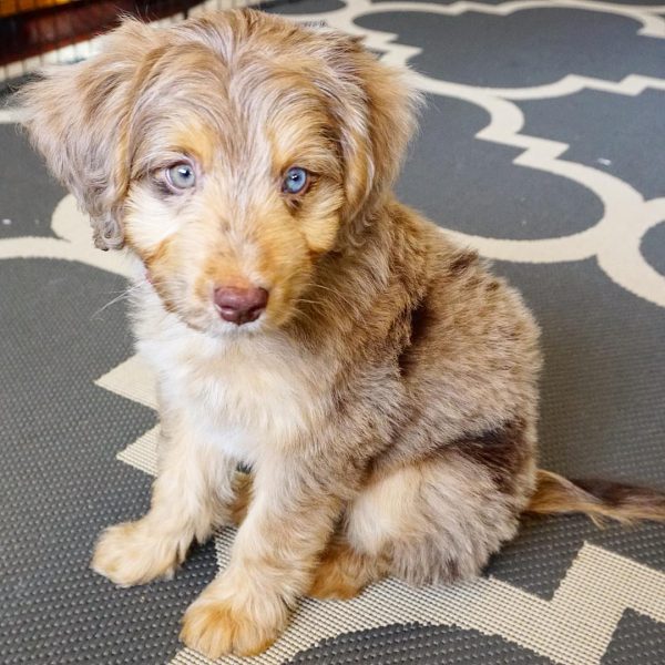 blue eye aussiedoodle for sale