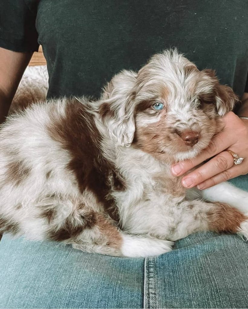 Mini Aussiedoodles For Sale