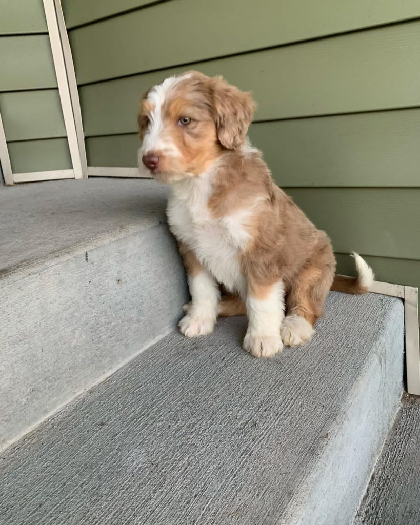 mini aussiedoodle puppies ohio