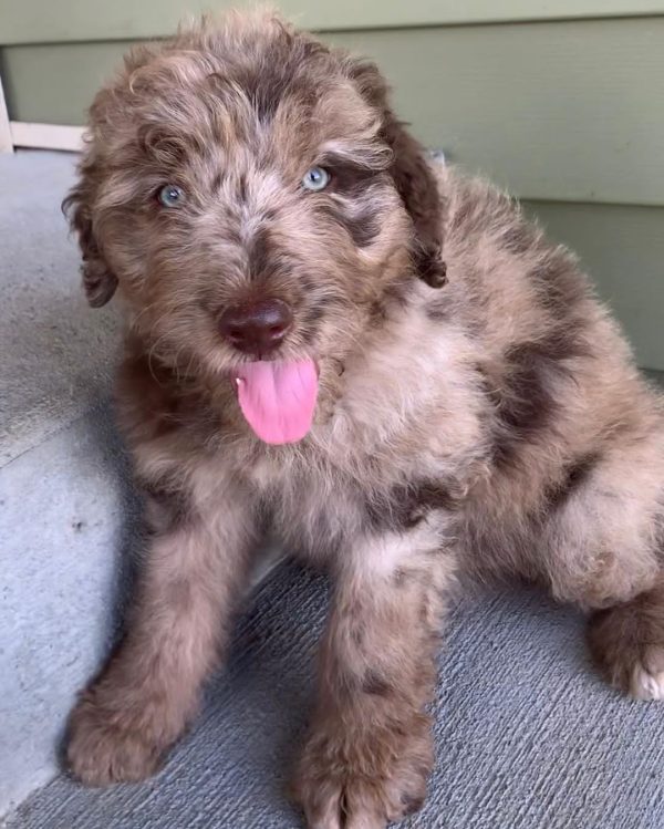 miniature Aussiedoodle puppies