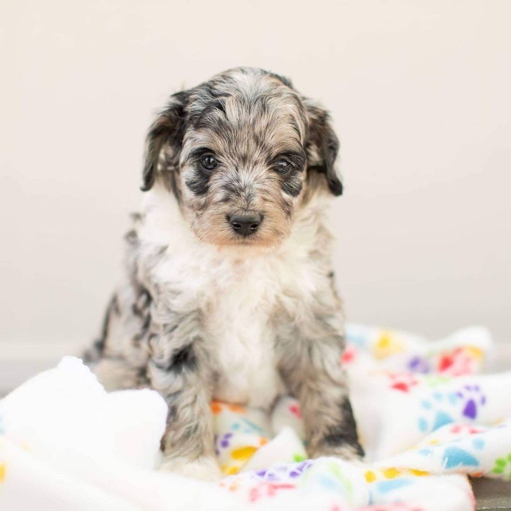mini aussiedoodle full grown