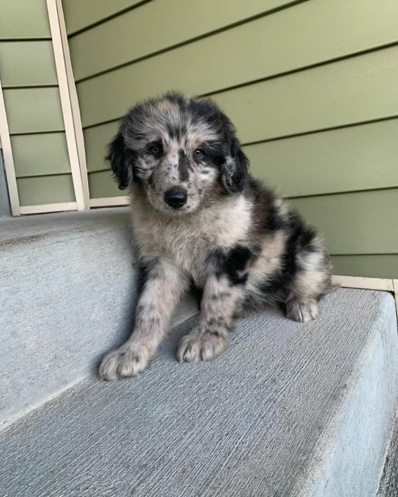 tri color mini aussiedoodle puppy for sale