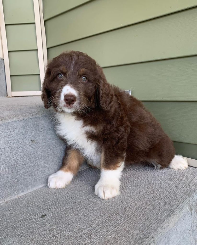 curl hair Mini Aussiedoodle For Sale
