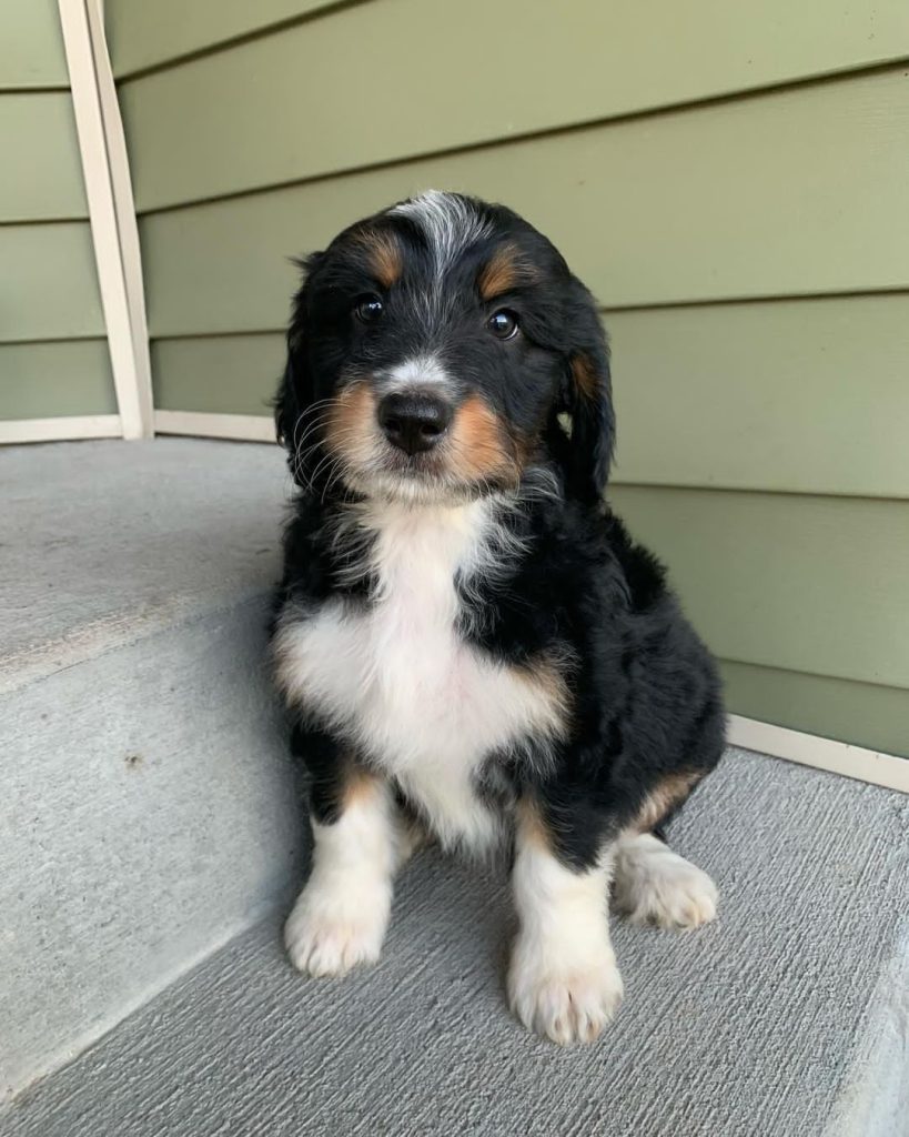 miniature Aussiedoodle puppy