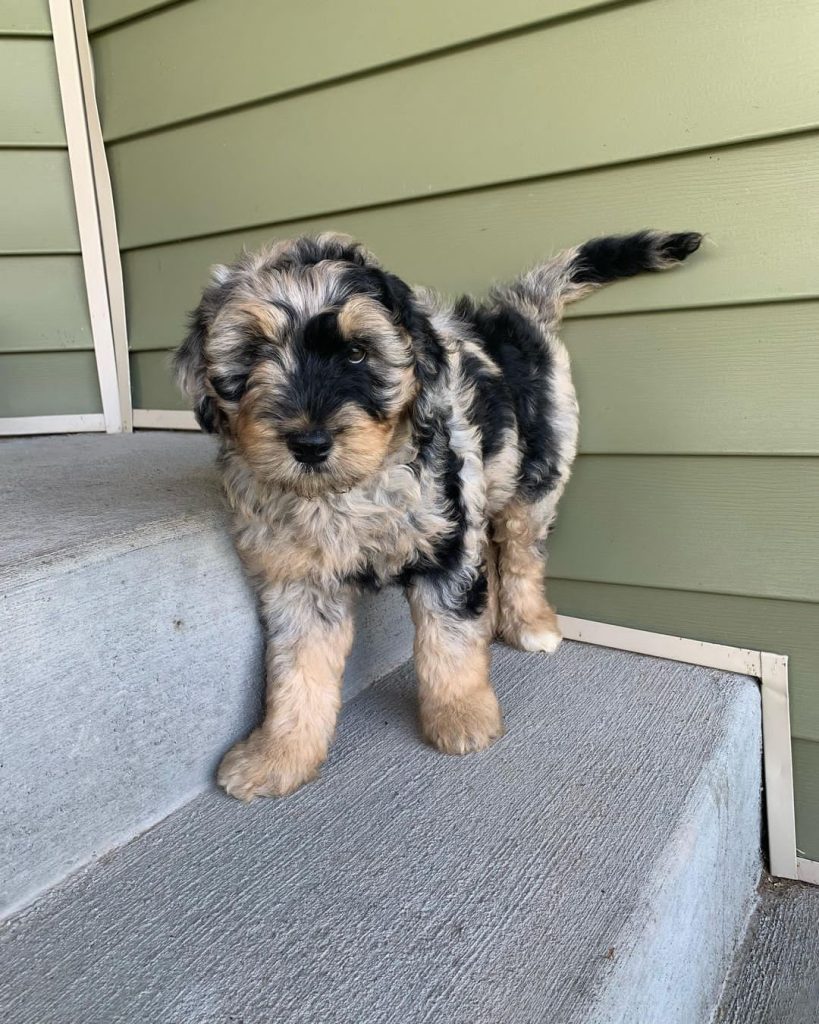 tri color Mini Aussiedoodle For Sale