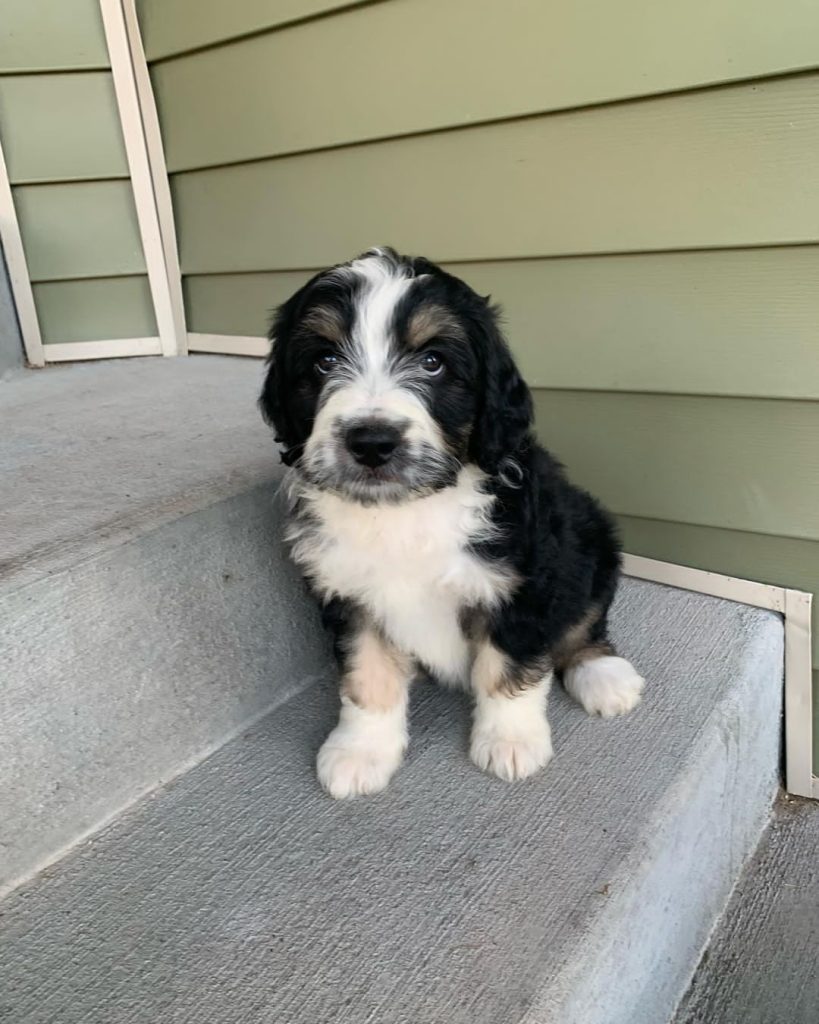 black Mini Aussiedoodle For Sale