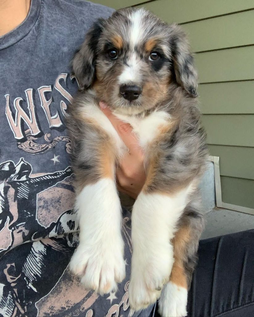 mini aussiedoodle puppies for sale in utah