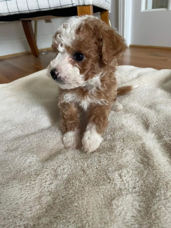 aussiedoodles for sale near me