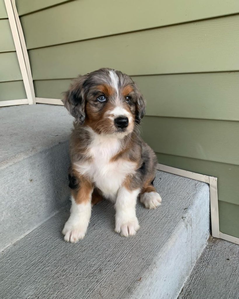 blue merle aussiedoodle puppy for sale