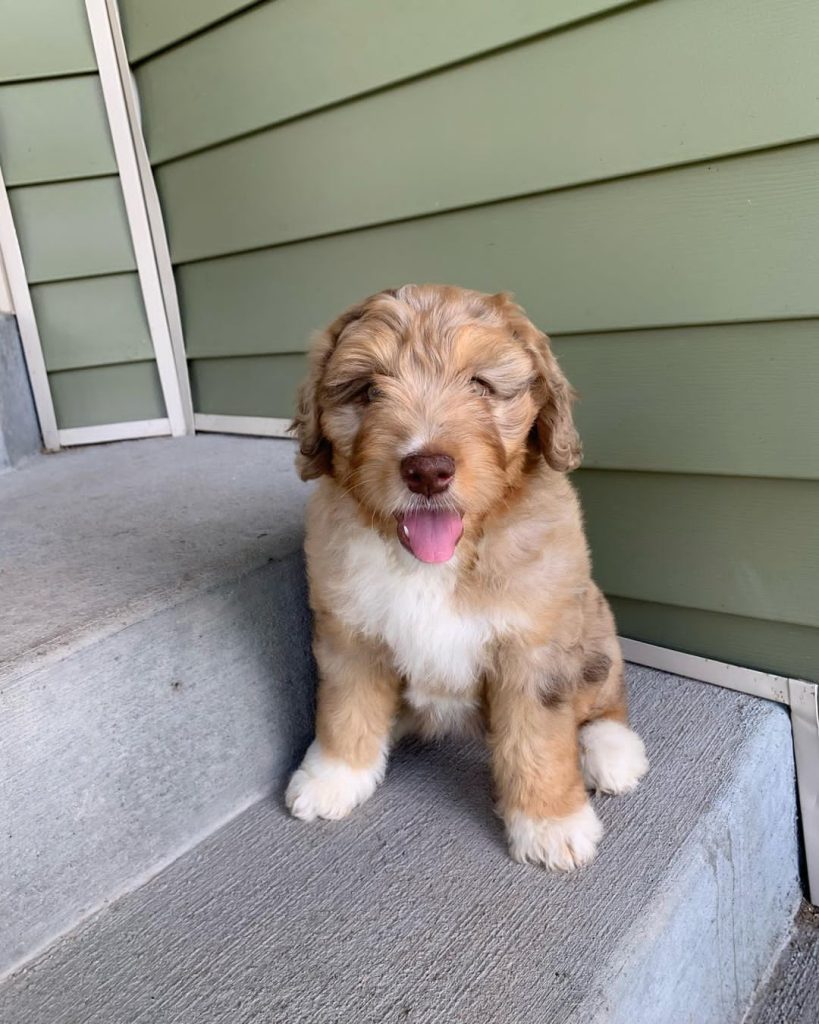 red merle mini aussie puppy for sale