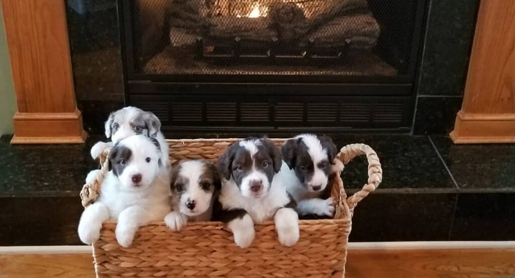Mini Aussiedoodle For Sale in Myrtle Beach