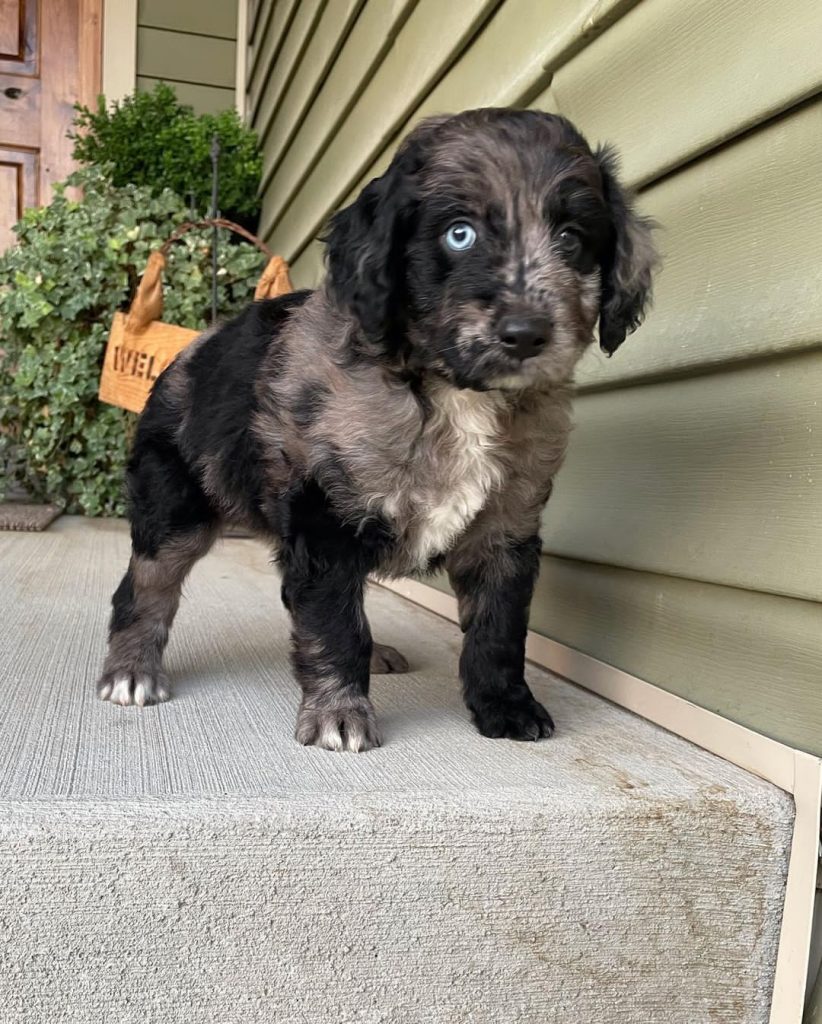 Blue merle mini aussie puppy