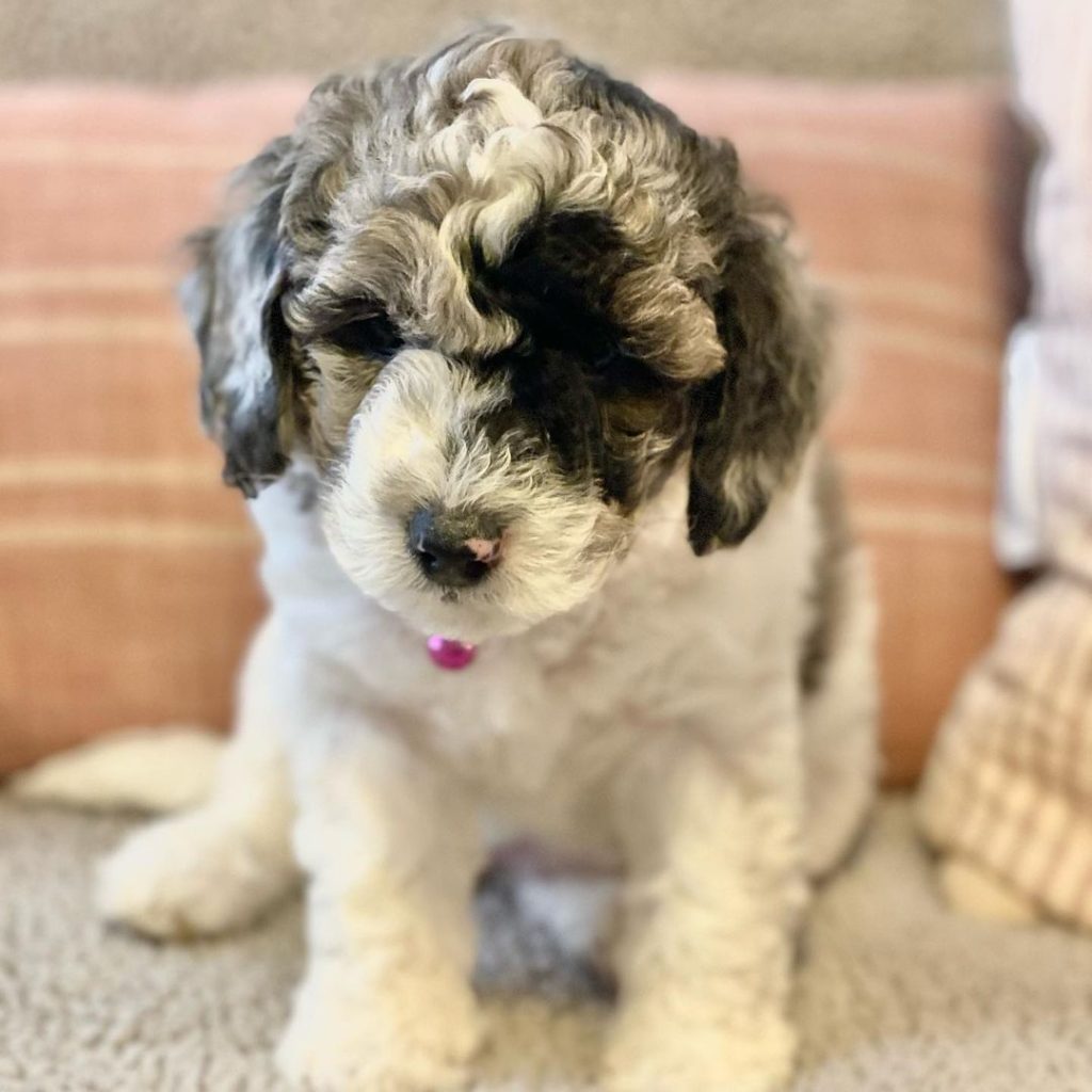 Miniature Aussiedoodle puppies sales