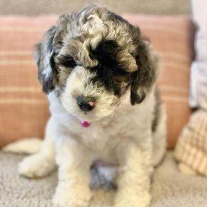 Miniature Aussiedoodle puppies sales