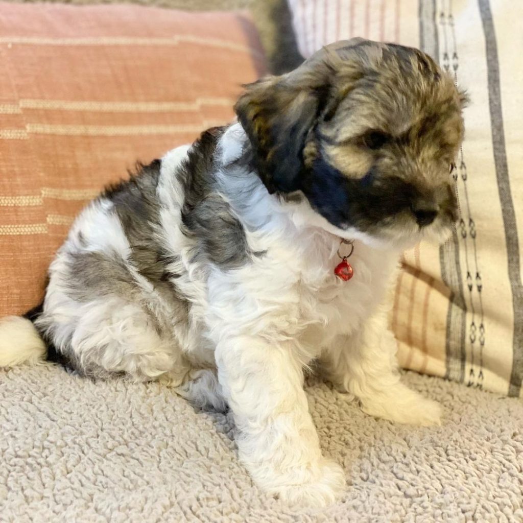f1 mini aussiedoodle for sale