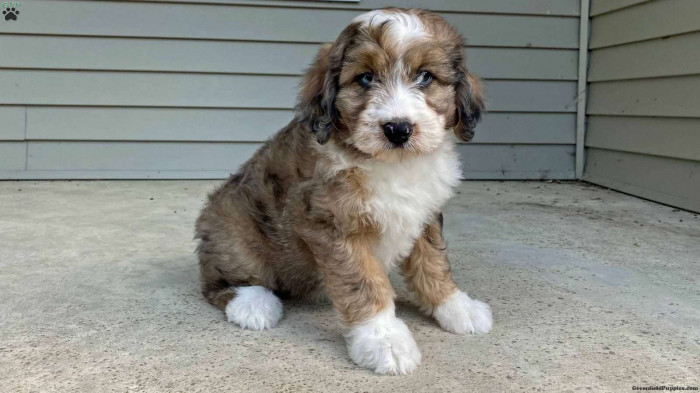 mini aussie doodle cost