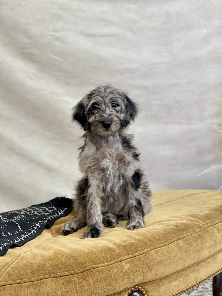 Mini Aussiedoodle Puppies For Sale in Rockville