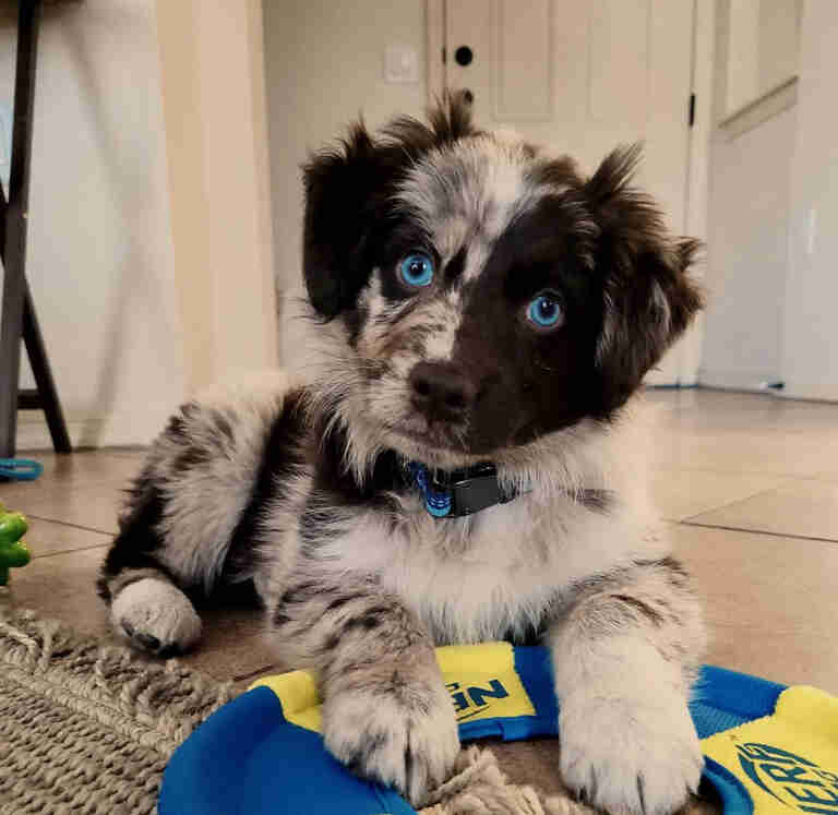 Mini Aussiedoodle Puppies For Sale near NH