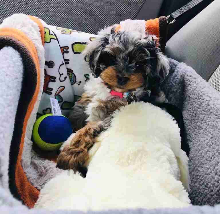 Mini Aussiedoodle Breeders Near NV