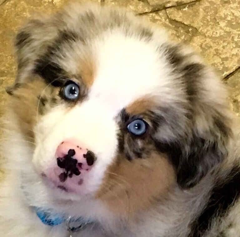 Mini Aussiedoodle Breeders Near OH