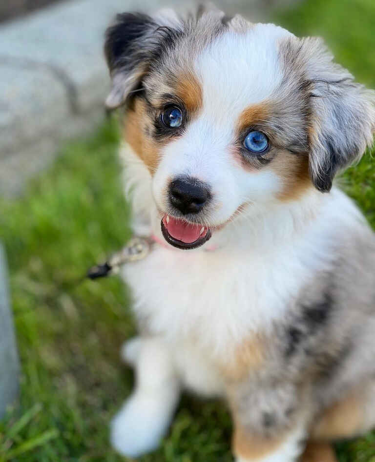 Mini Aussiedoodle Breeders Near OK