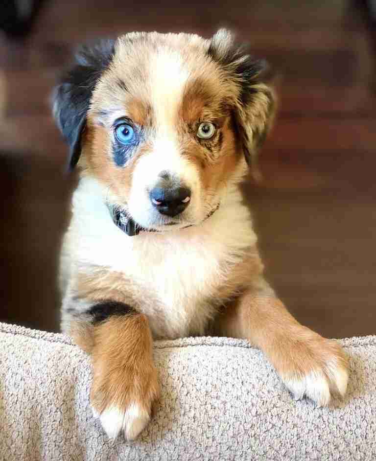 Mini Aussiedoodle Puppies For Sale near CT