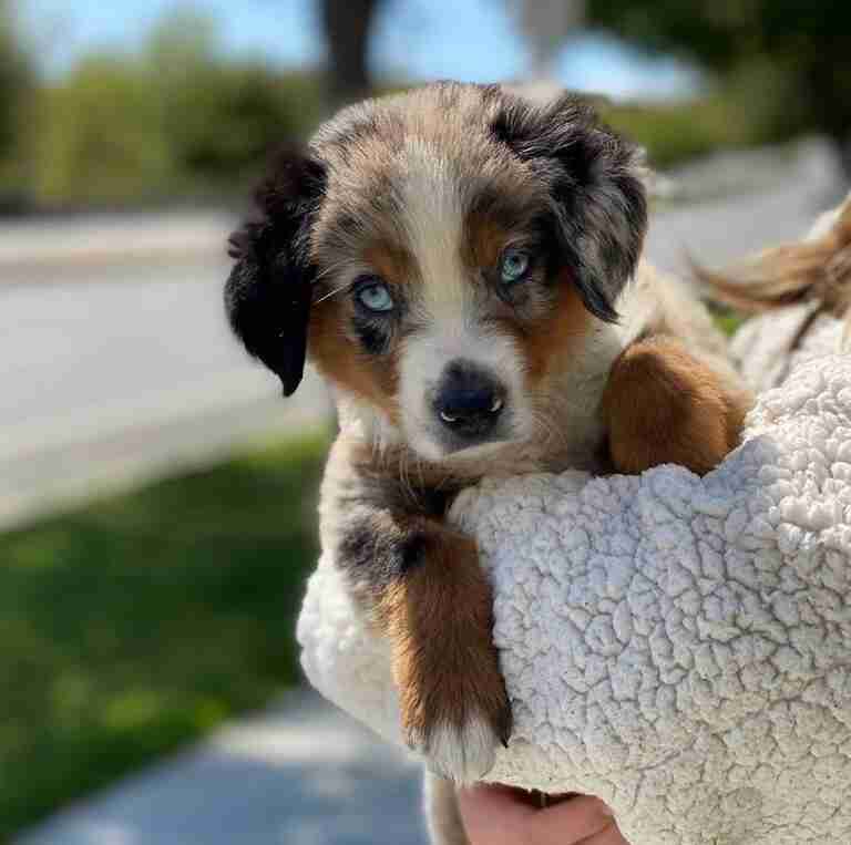 Mini Aussiedoodle Puppies For Sale near NC