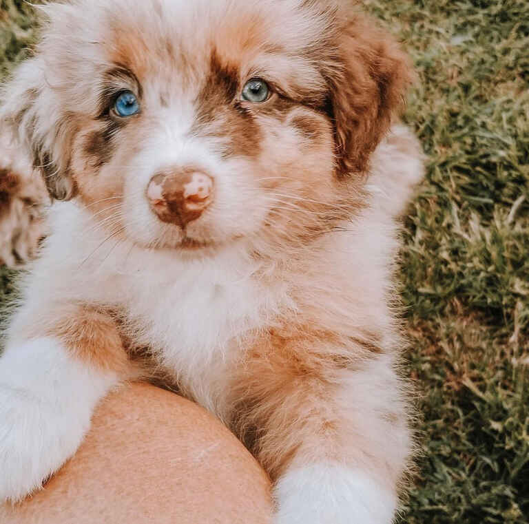 Mini Aussiedoodle Breeders Near PR