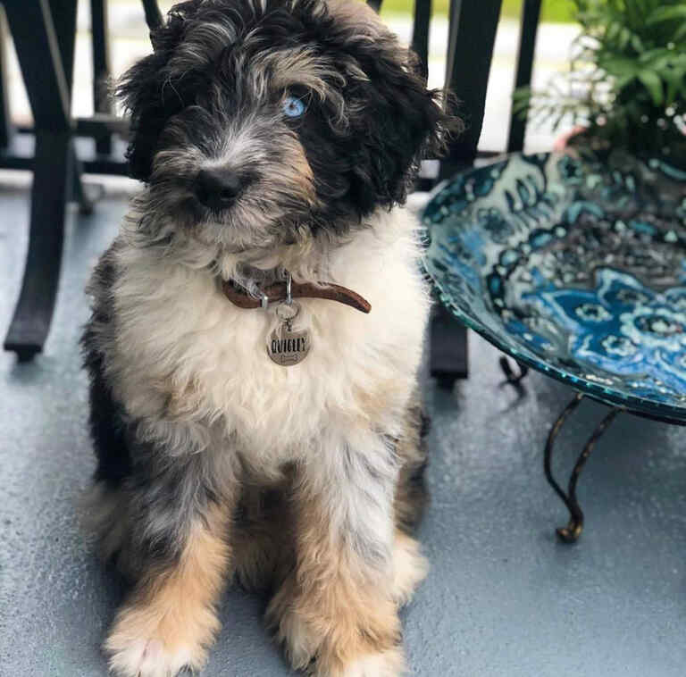 Mini Aussiedoodle Breeders Near RI