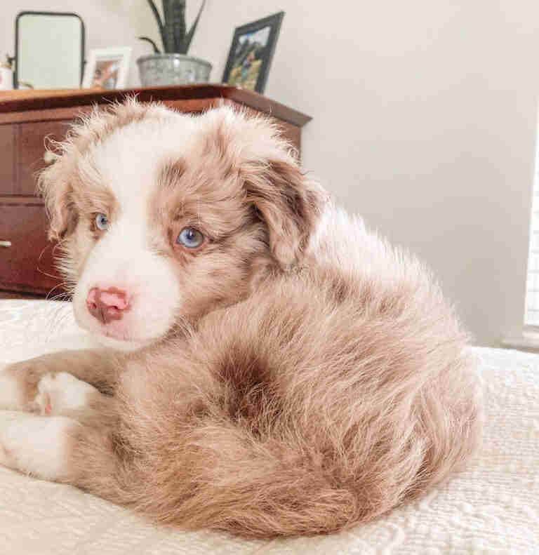 Mini Aussiedoodle Puppies For Sale near SC