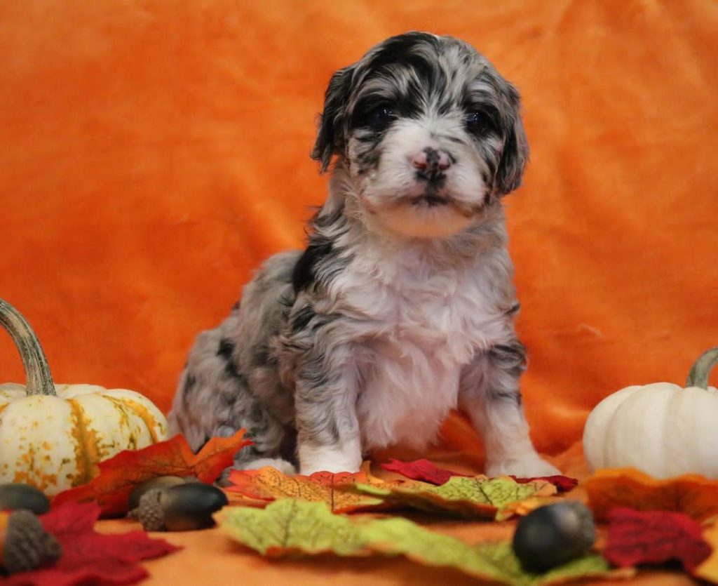 Mini Aussiedoodle Breeders Near TN