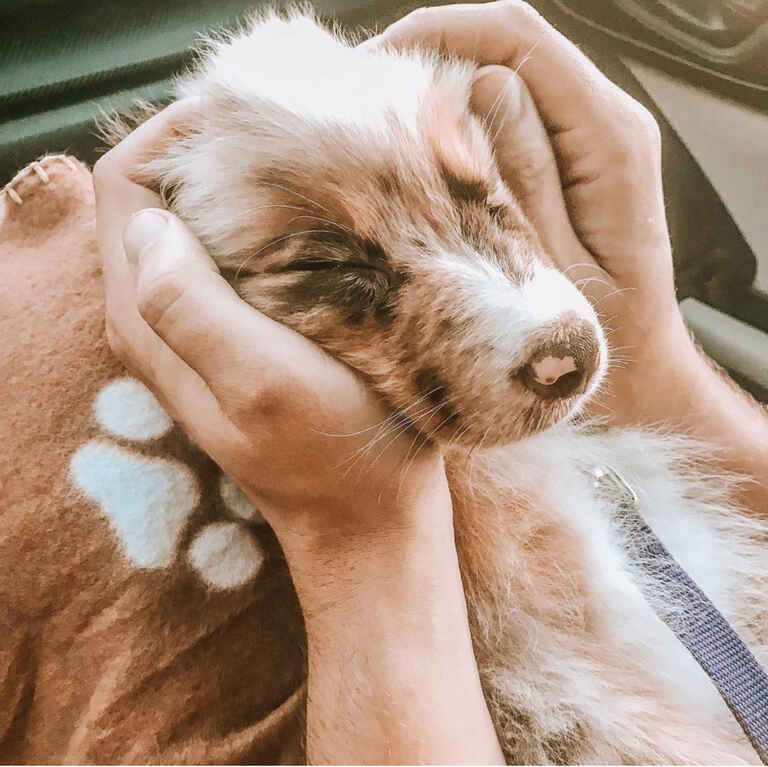 Mini Aussiedoodle Puppies For Sale near DE