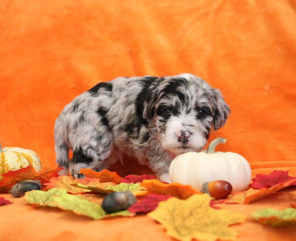 Mini Aussiedoodle Puppies For Sale near DC