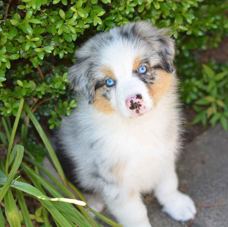 Mini Aussiedoodle Puppies For Sale near FL