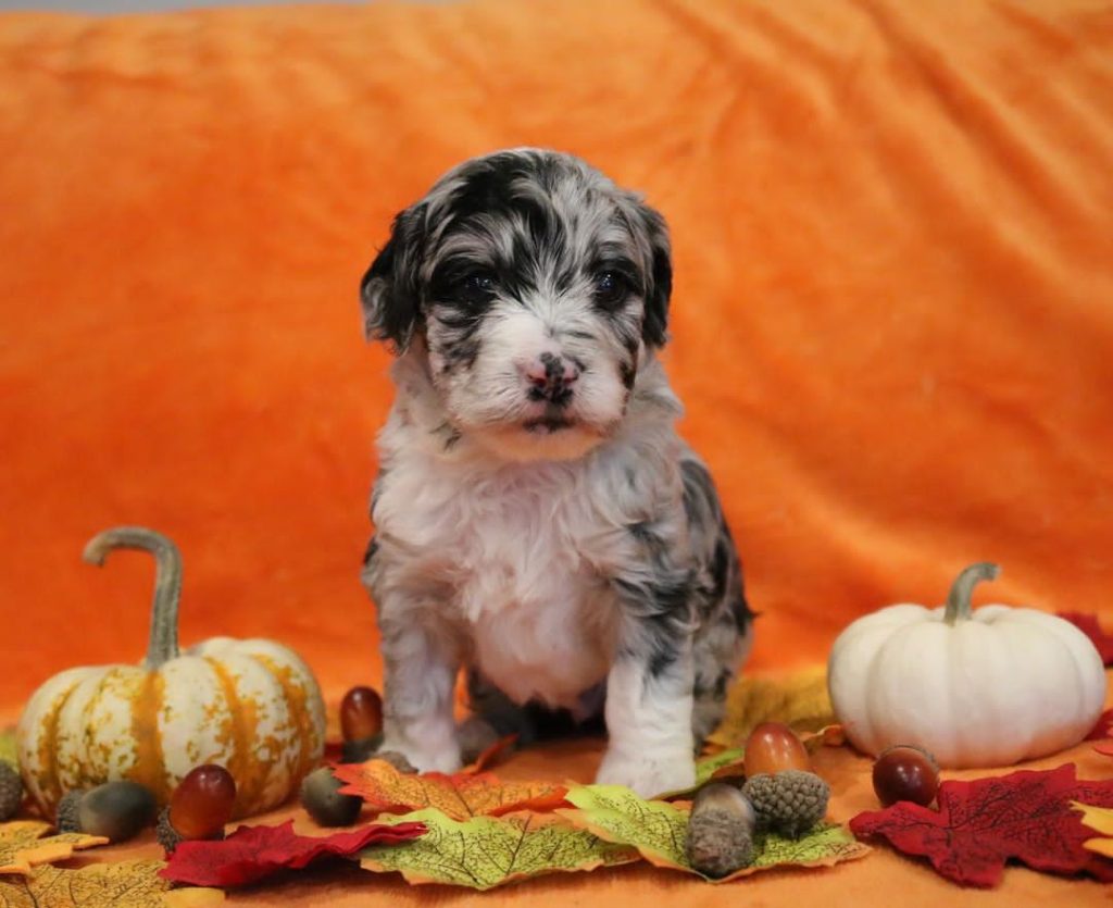 Mini Aussiedoodle Breeders Near VT