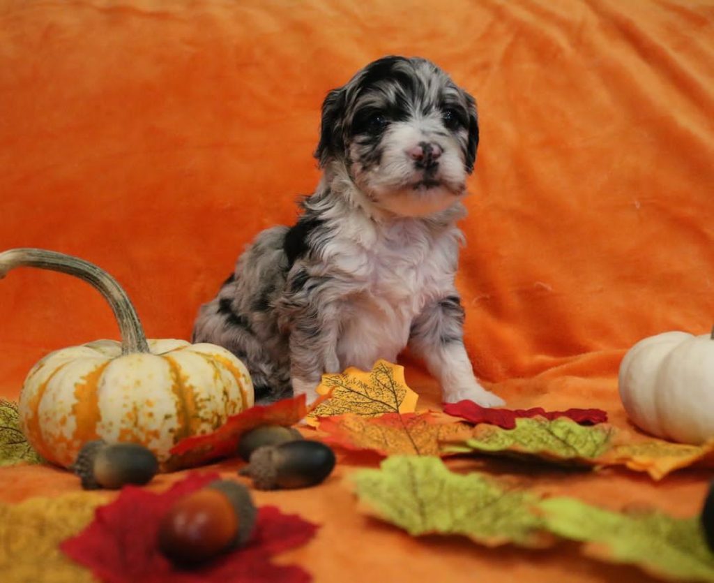 Mini Aussiedoodle Breeders Near VA