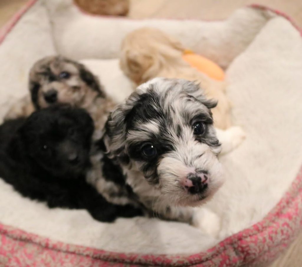 Mini Aussiedoodle Puppies For Sale near ID