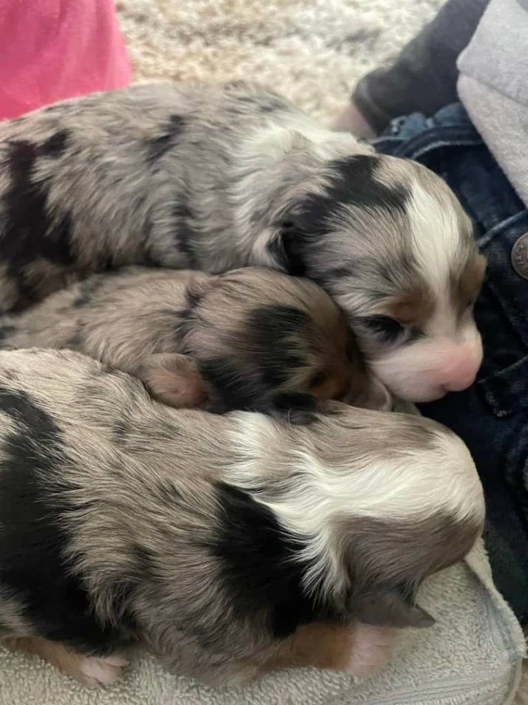 Mini Aussiedoodle Breeders Near MN