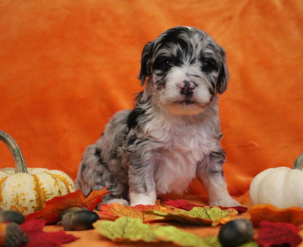 Mini Aussiedoodle Breeders Near VI