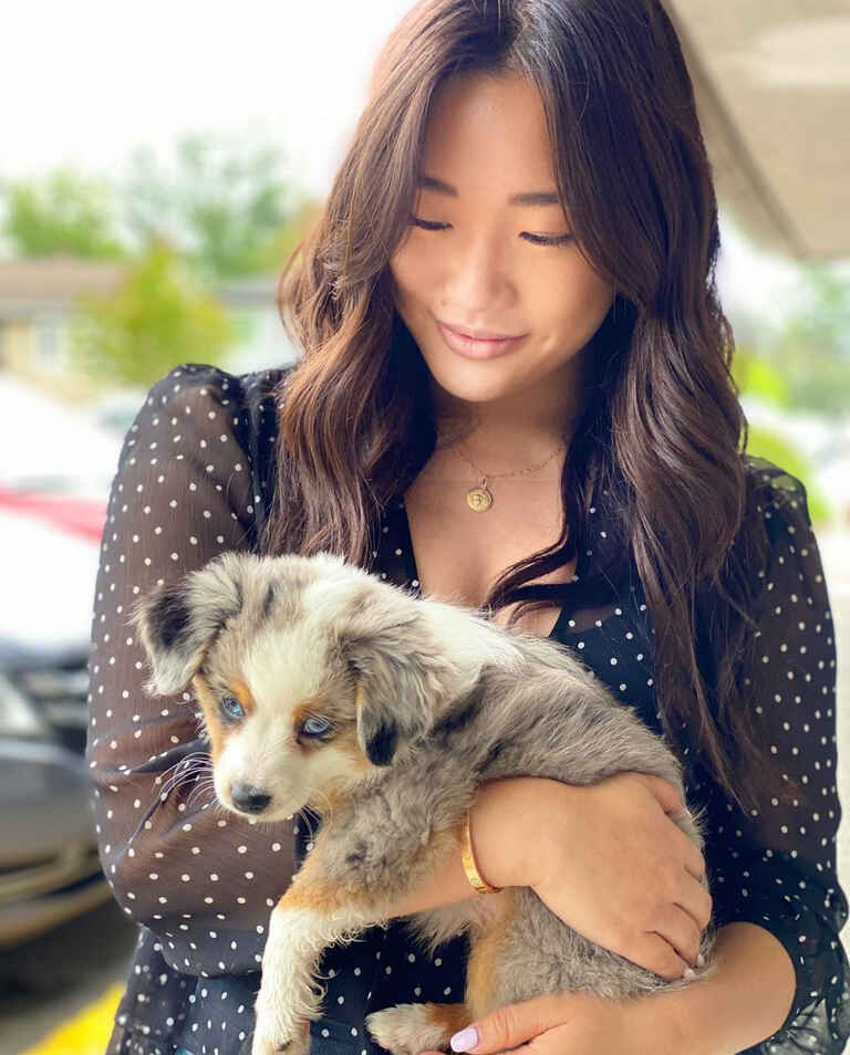 Mini Aussiedoodle Breeders Near MA