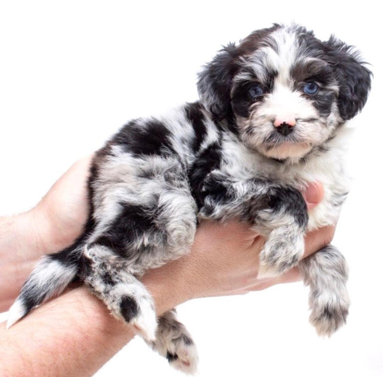 Mini Aussiedoodle Breeders Near SC